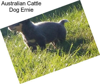 Australian Cattle Dog Ernie