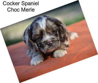 Cocker Spaniel Choc Merle