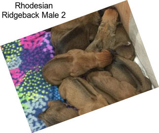 Rhodesian Ridgeback Male 2