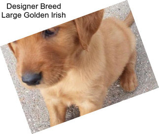 Designer Breed Large Golden Irish