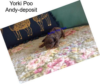 Yorki Poo Andy-deposit