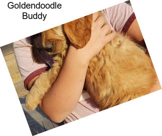 Goldendoodle Buddy
