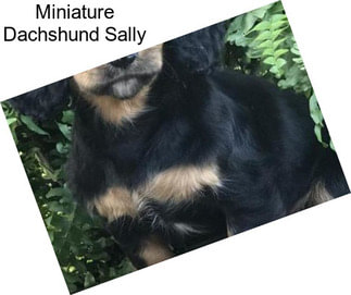 Miniature Dachshund Sally