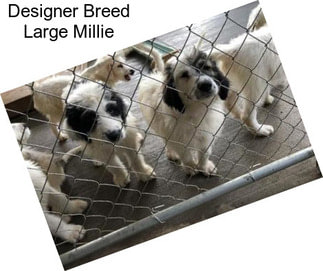 Designer Breed Large Millie