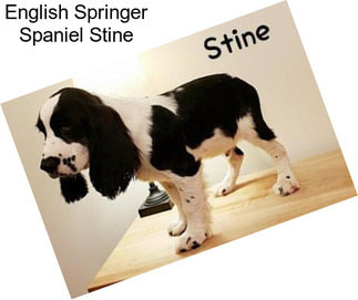 English Springer Spaniel Stine