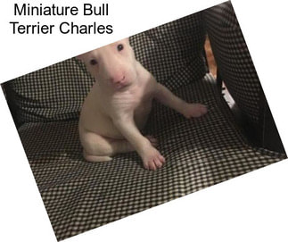 Miniature Bull Terrier Charles