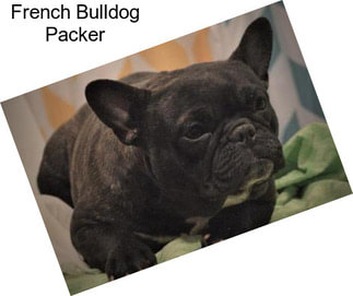 French Bulldog Packer