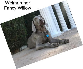 Weimaraner Fancy Willow