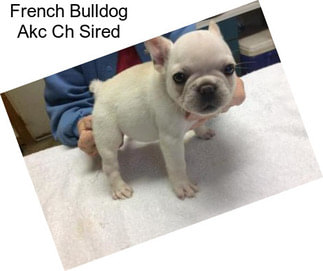 French Bulldog Akc Ch Sired