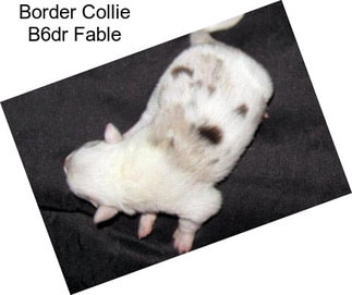 Border Collie B6dr Fable