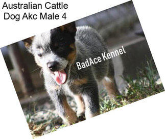 Australian Cattle Dog Akc Male 4