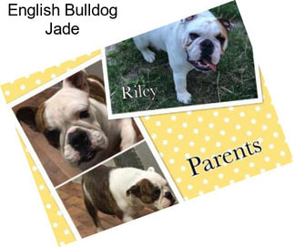 English Bulldog Jade