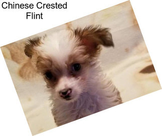 Chinese Crested Flint