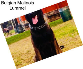 Belgian Malinois Lummel