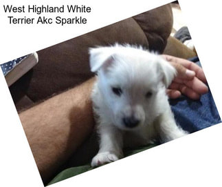 West Highland White Terrier Akc Sparkle