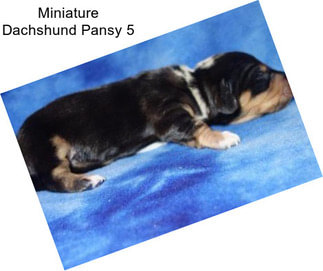 Miniature Dachshund Pansy 5