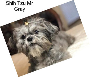 Shih Tzu Mr Gray