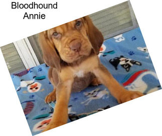 Bloodhound Annie