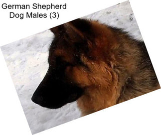 German Shepherd Dog Males (3)