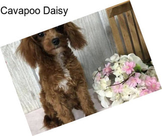 Cavapoo Daisy