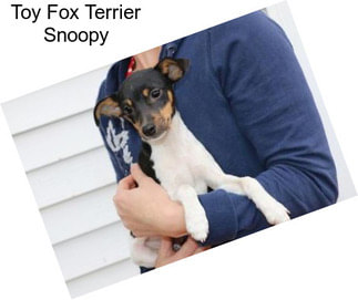 Toy Fox Terrier Snoopy