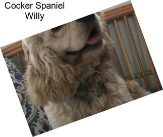 Cocker Spaniel Willy