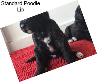 Standard Poodle Lip