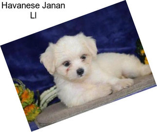 Havanese Janan Ll