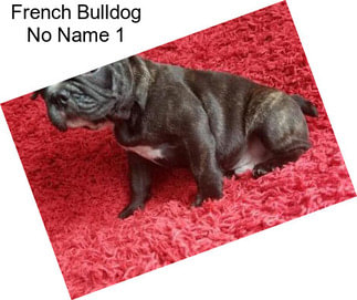 French Bulldog No Name 1