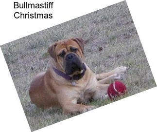 Bullmastiff Christmas