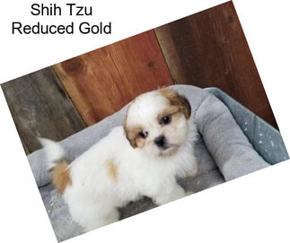 Shih Tzu Reduced Gold