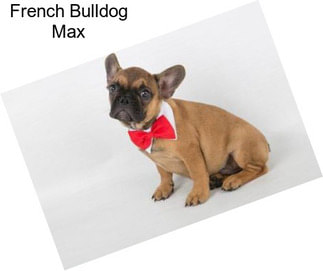 French Bulldog Max