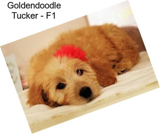 Goldendoodle Tucker - F1