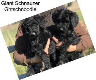 Giant Schnauzer Gntschnoodle