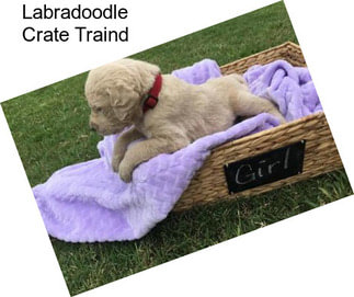 Labradoodle Crate Traind