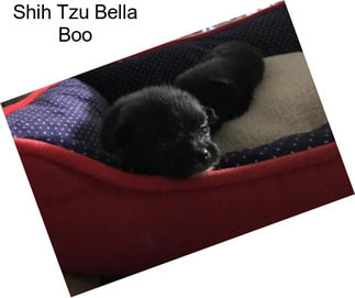Shih Tzu Bella Boo