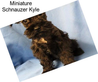 Miniature Schnauzer Kyle