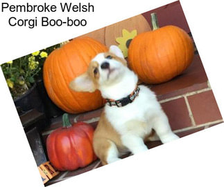 Pembroke Welsh Corgi Boo-boo