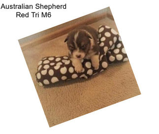 Australian Shepherd Red Tri M6