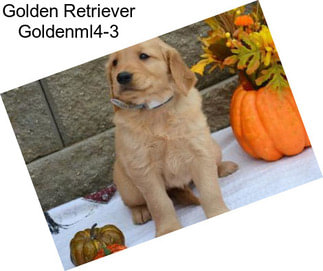 Golden Retriever Goldenml4-3