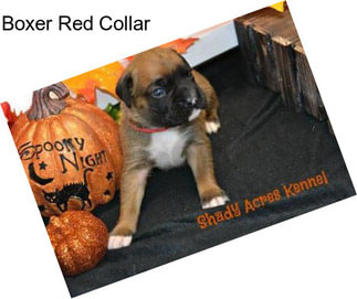 Boxer Red Collar