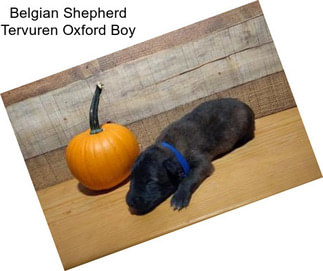 Belgian Shepherd Tervuren Oxford Boy