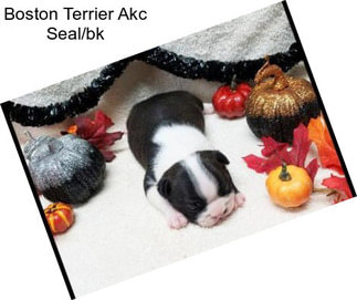 Boston Terrier Akc Seal/bk