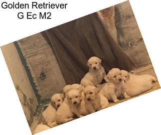 Golden Retriever G Ec M2