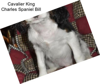 Cavalier King Charles Spaniel Bill