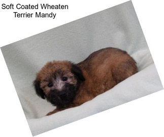 Soft Coated Wheaten Terrier Mandy