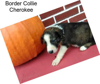Border Collie Cherokee
