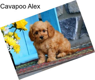 Cavapoo Alex