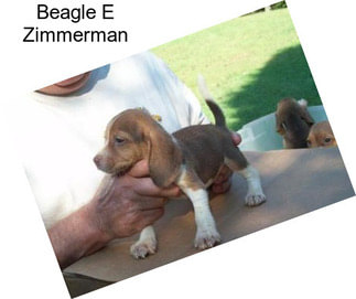 Beagle E Zimmerman