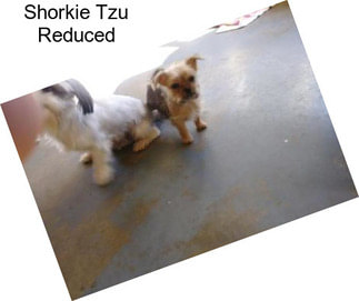 Shorkie Tzu Reduced